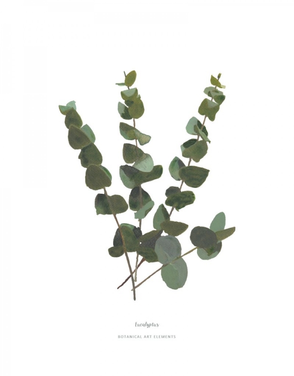 eucalyptus_poster_1024x1024