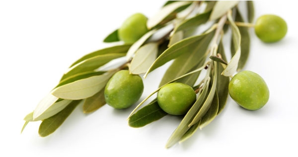 olivier-feuille-entiere-bio-