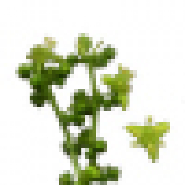 tinospora-cordifoliaemblica